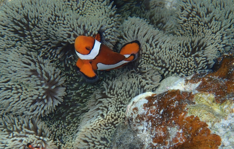 �D�P���E�Y��b�h�{�s���������Ă�����ɁI�y���₩�K���z
���T�C�g